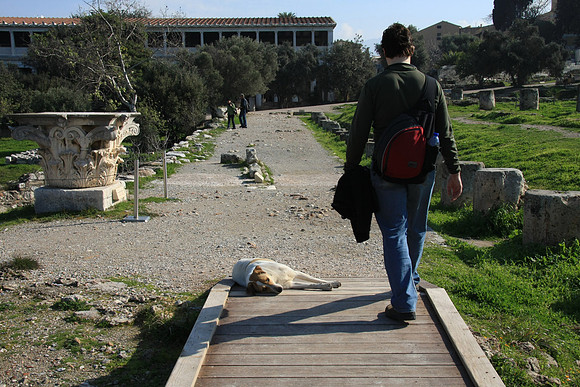Wild dog relaxes in Agora - the packs of dogs are friendly. Every site has its 'guardian angels.'