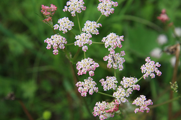 Unidentified flower