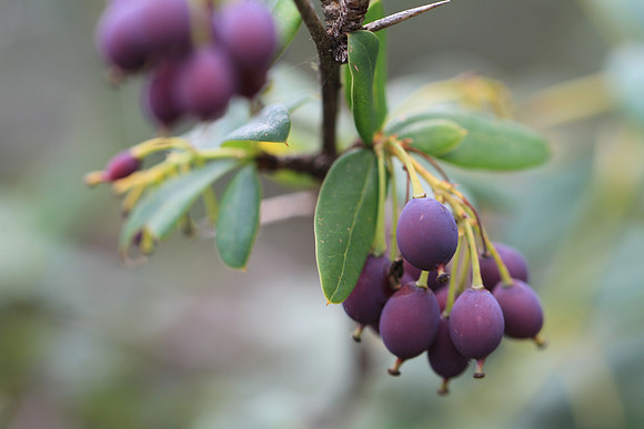 Berberis commutata - part of the heather family.