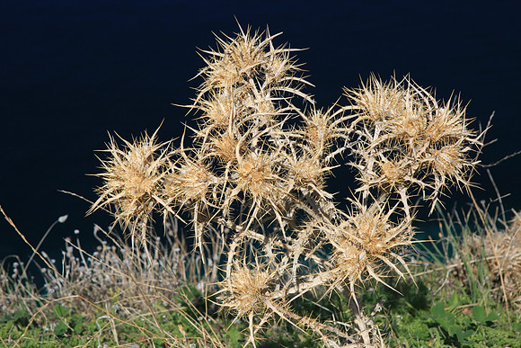 Last year's thistle