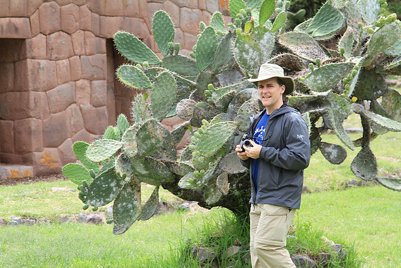 Opuntia ficus-indica - Prickly Pair Cactus.