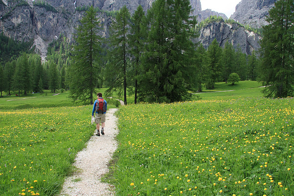 Walking toward the start of our hike today through Trollius europeaus (Globe flower)