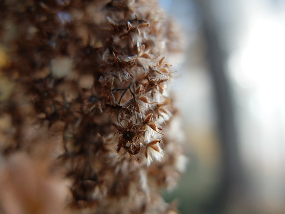 Oceanspray.