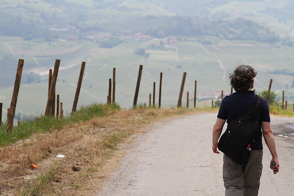 Road to vineyards.