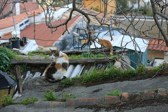 Cats rule this neighborhood at the foot of the Acropolis
