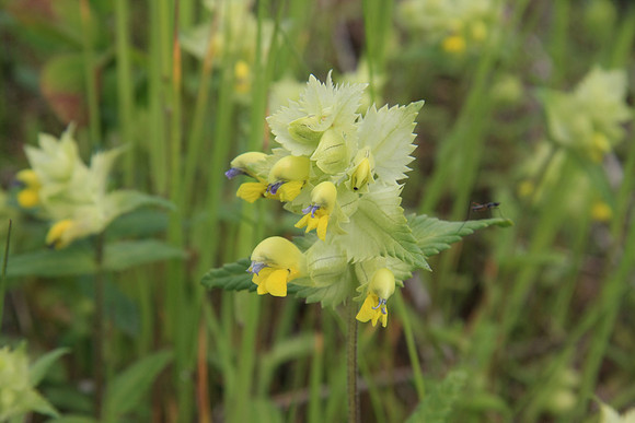 Rhinanthus serotinus (Rattleweed)