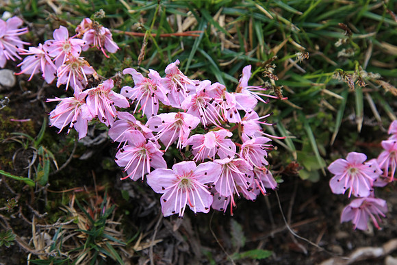 Possibly related to rhodendron (azalea)?